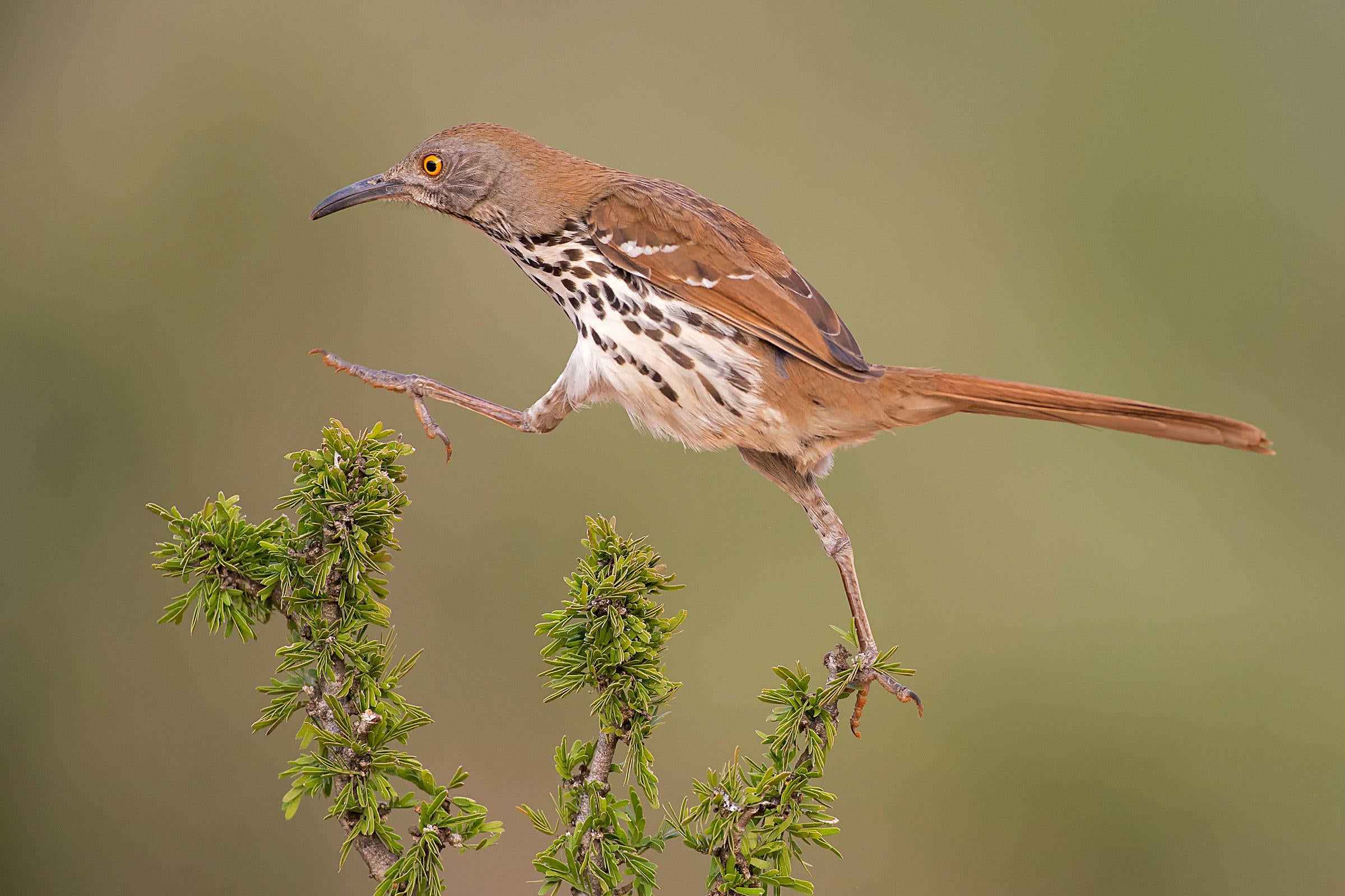 Long-billed Thrasher. Hector Astorga/Audubon Photography Awards