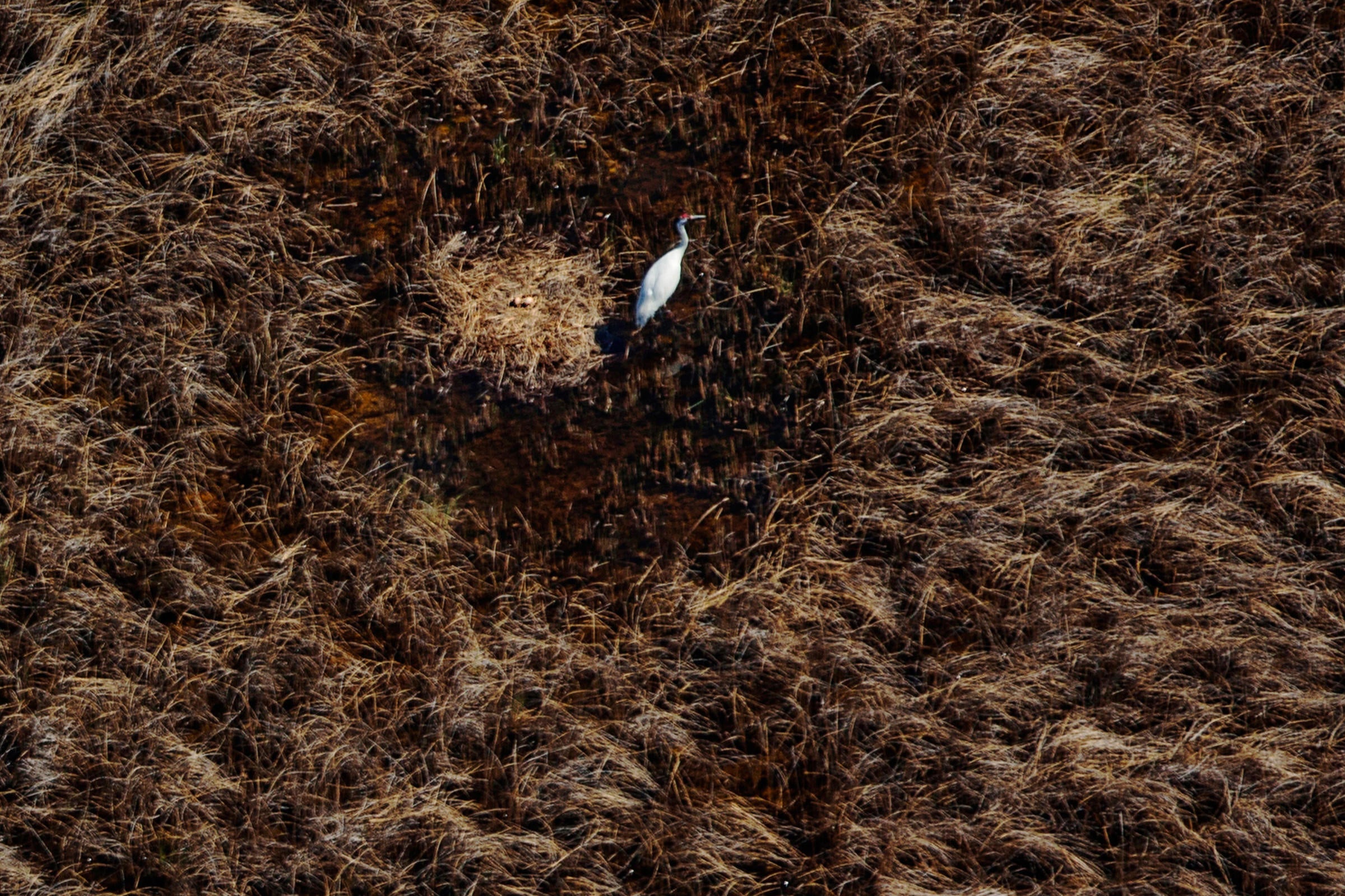 Whooping Crane. Tom Lynn