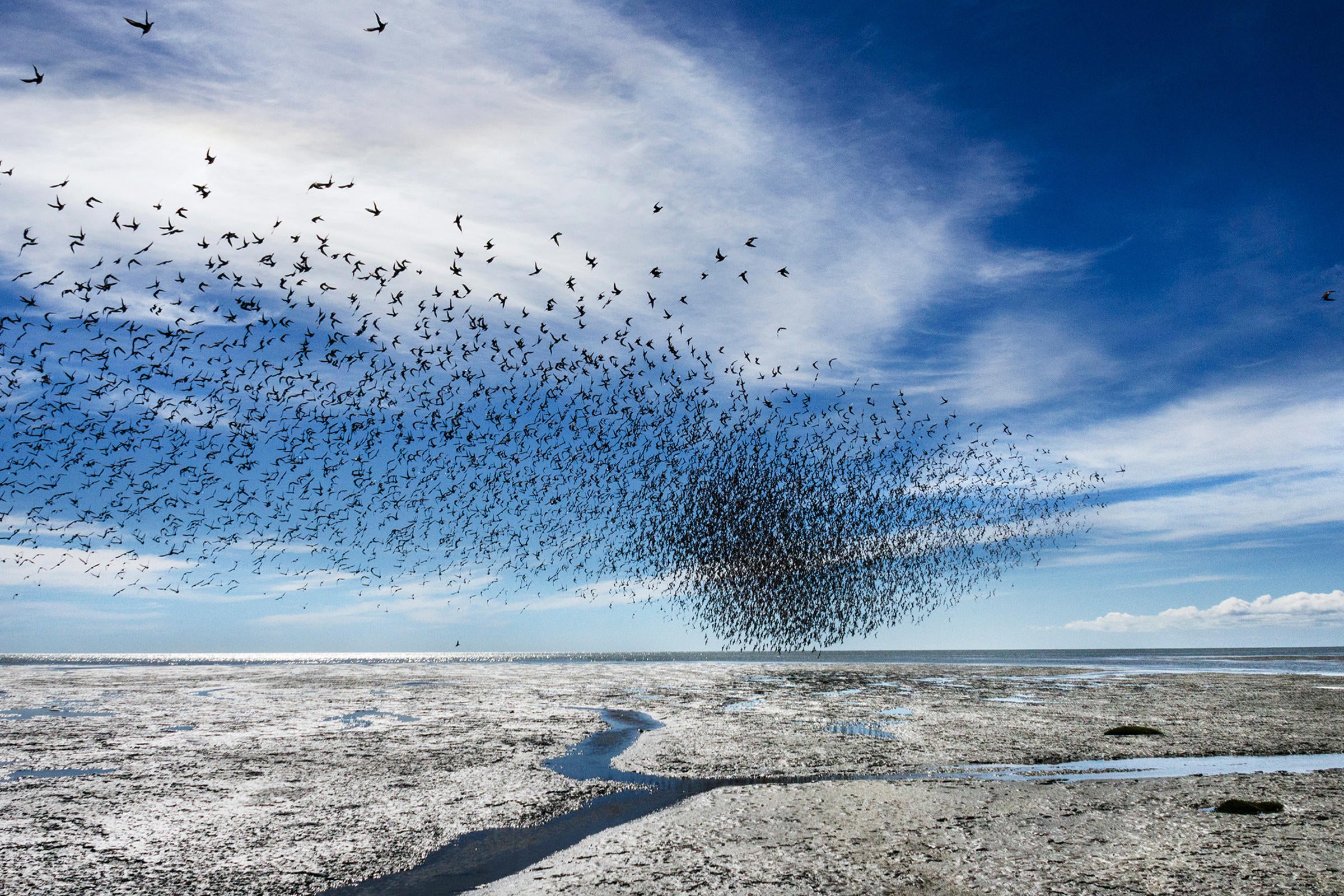 Red Knots and Hudsonian Godwits. Antonio Larrea