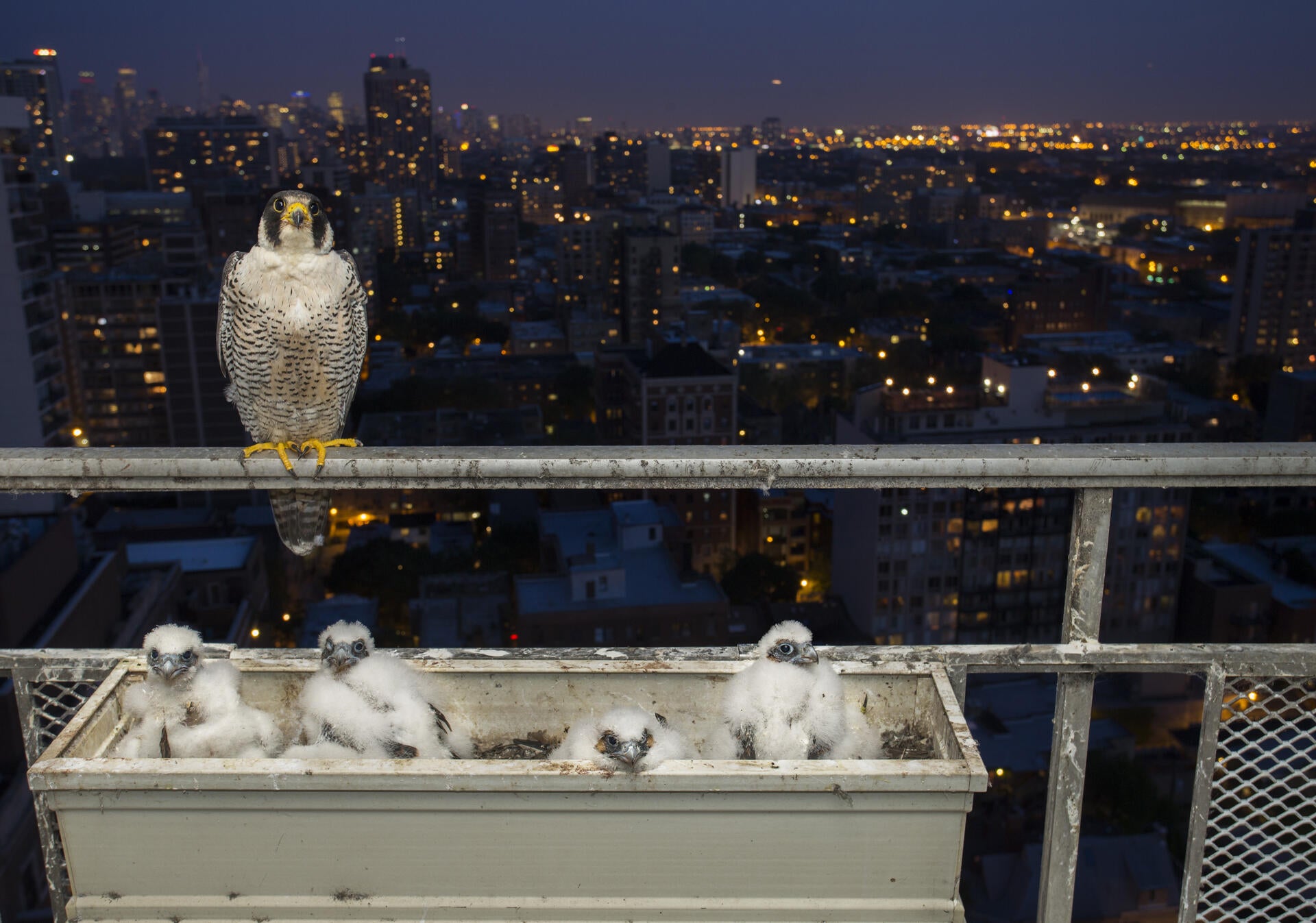 Peregrine Falcons. Luke Massey