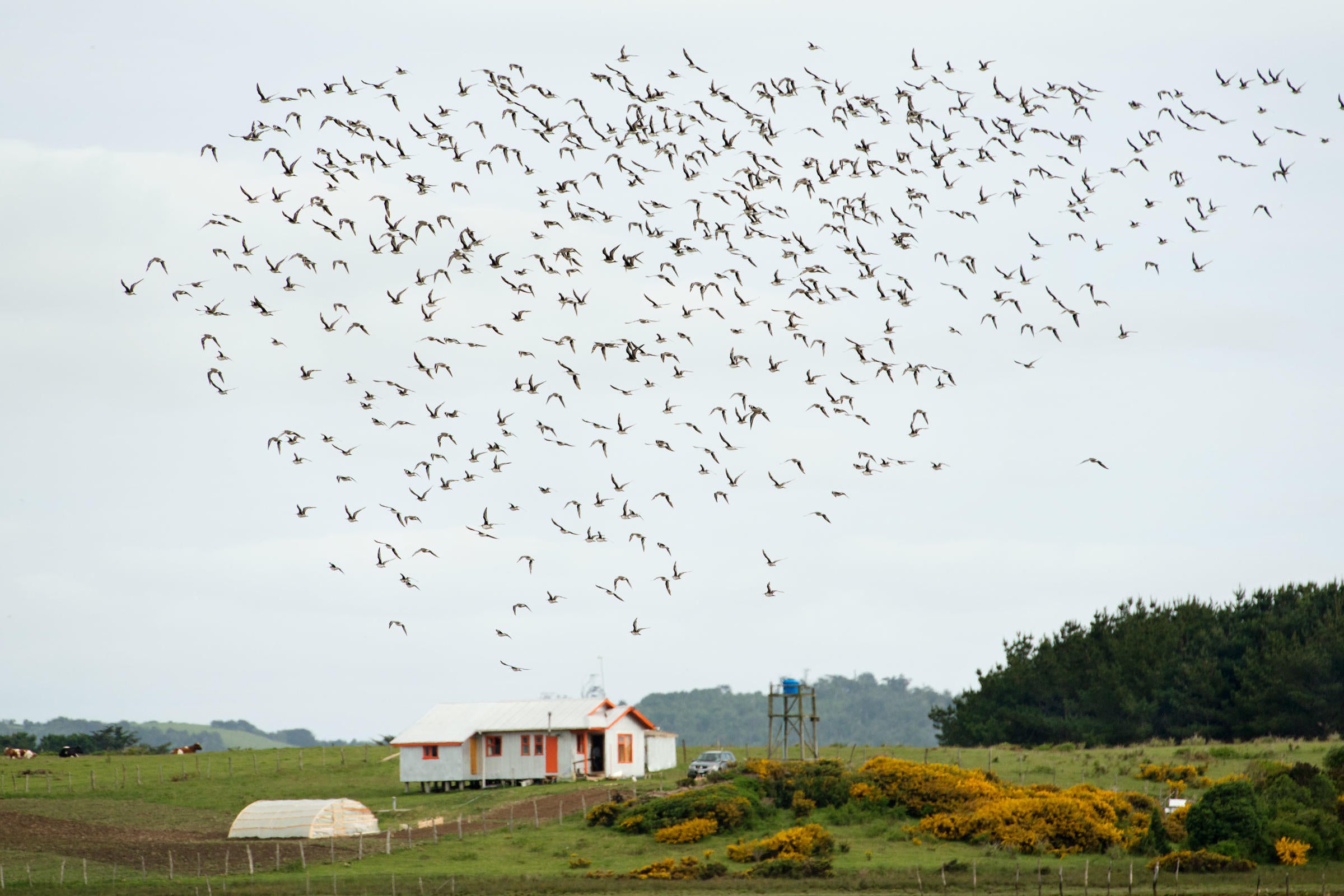 A flock of Hudsonian Godwits. Chris Linder/iLCP