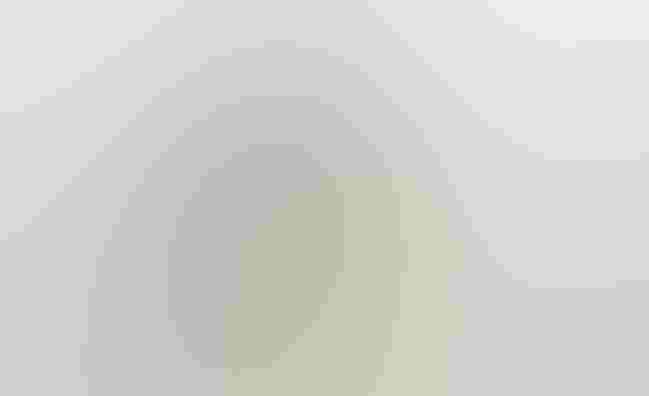 American Crow. Illustration: Ralph Steadman