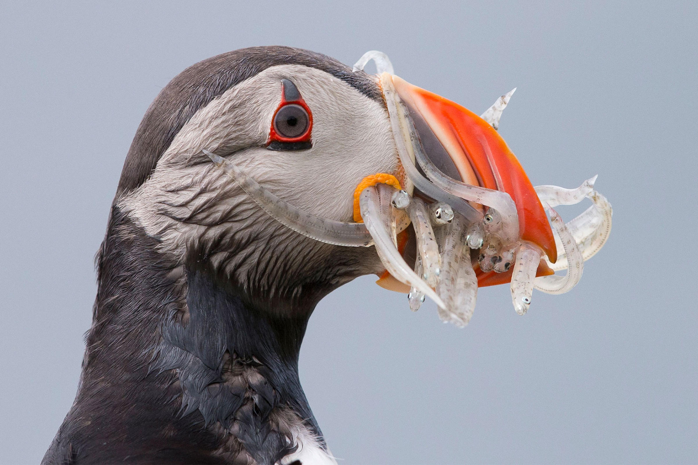 Atlantic Puffin. Ann Pacheco/Audubon Photography Awards