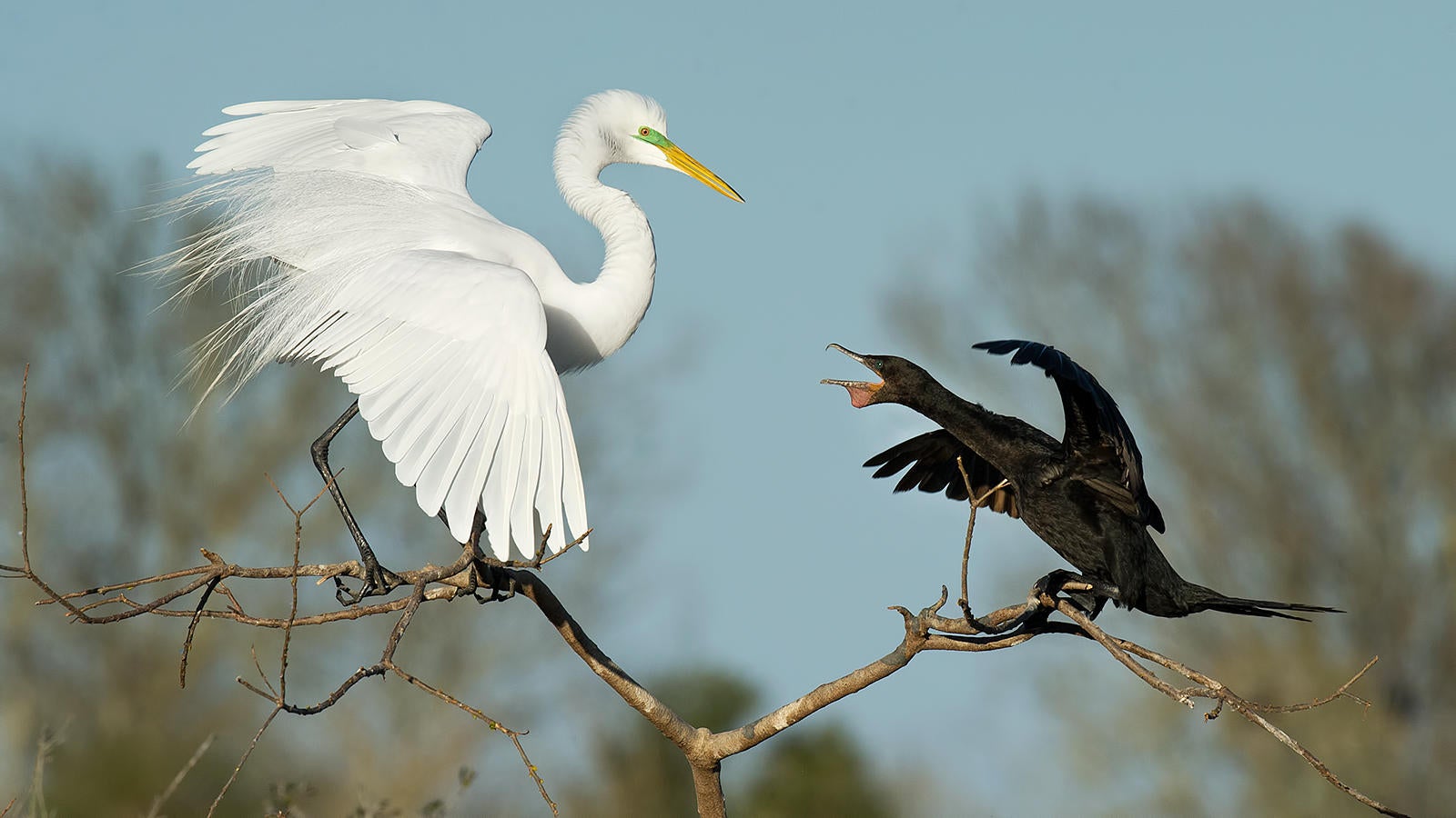 Great Egret and Double-crested Cormorant. Judylynn Malloch/Audubon Photography Awards