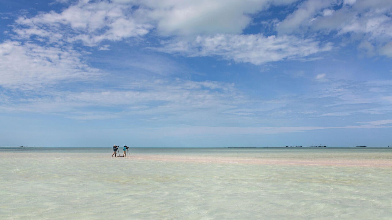 Audubon's science initiatives work for birds throughout the hemisphere. Above, our scientists and conservationists collect data on Piping Plovers in the Bahamas. Camilla Cerea/Audubon