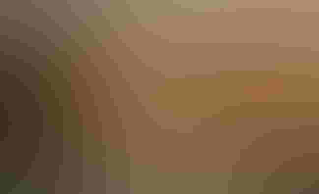 An oiled Brown Pelican rests after being cleaned at the Fort Jackson Oiled Wildlife Rehabilitation Center in Buras, Louisiana, during the 2010 BP spill. Joel Sartore