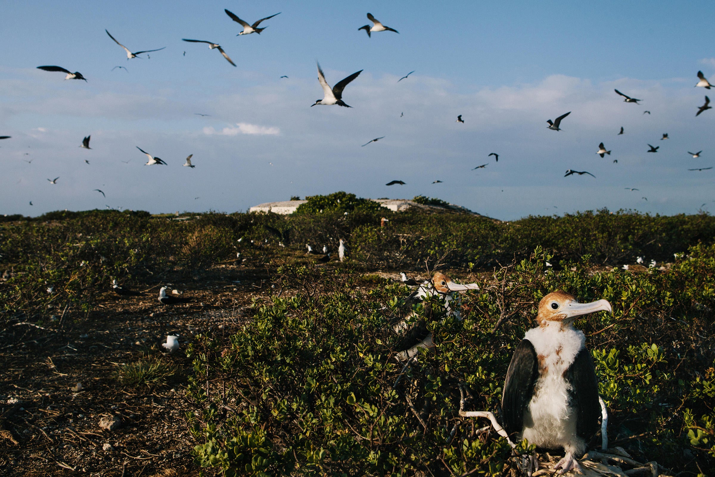 Young frigatebirds sit in the foreground, not yet ready to take to the skies. Tristan Spinski