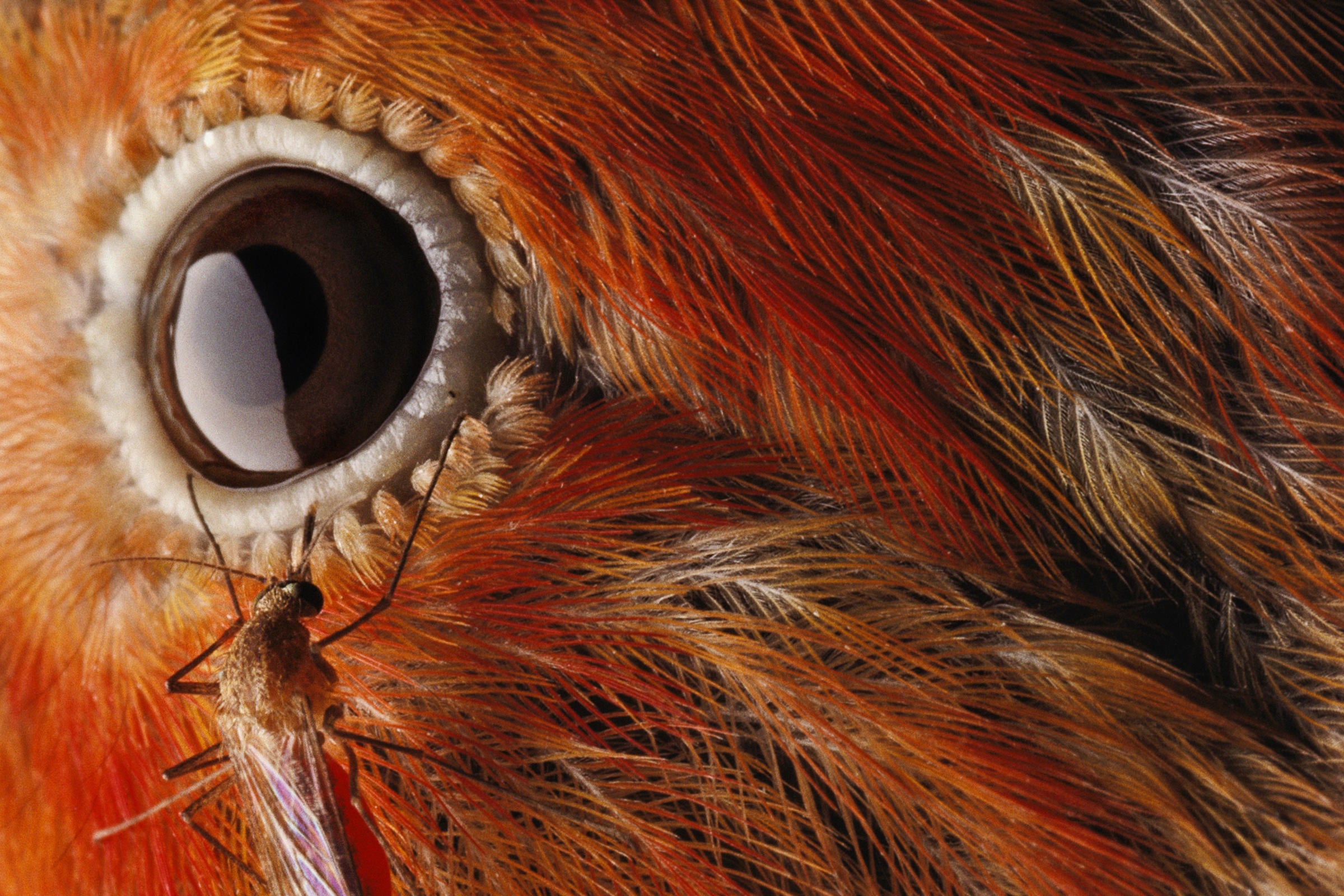 'I'iwi Hawaiian Honeycreeper. Chris Johns/National Geographic Creative