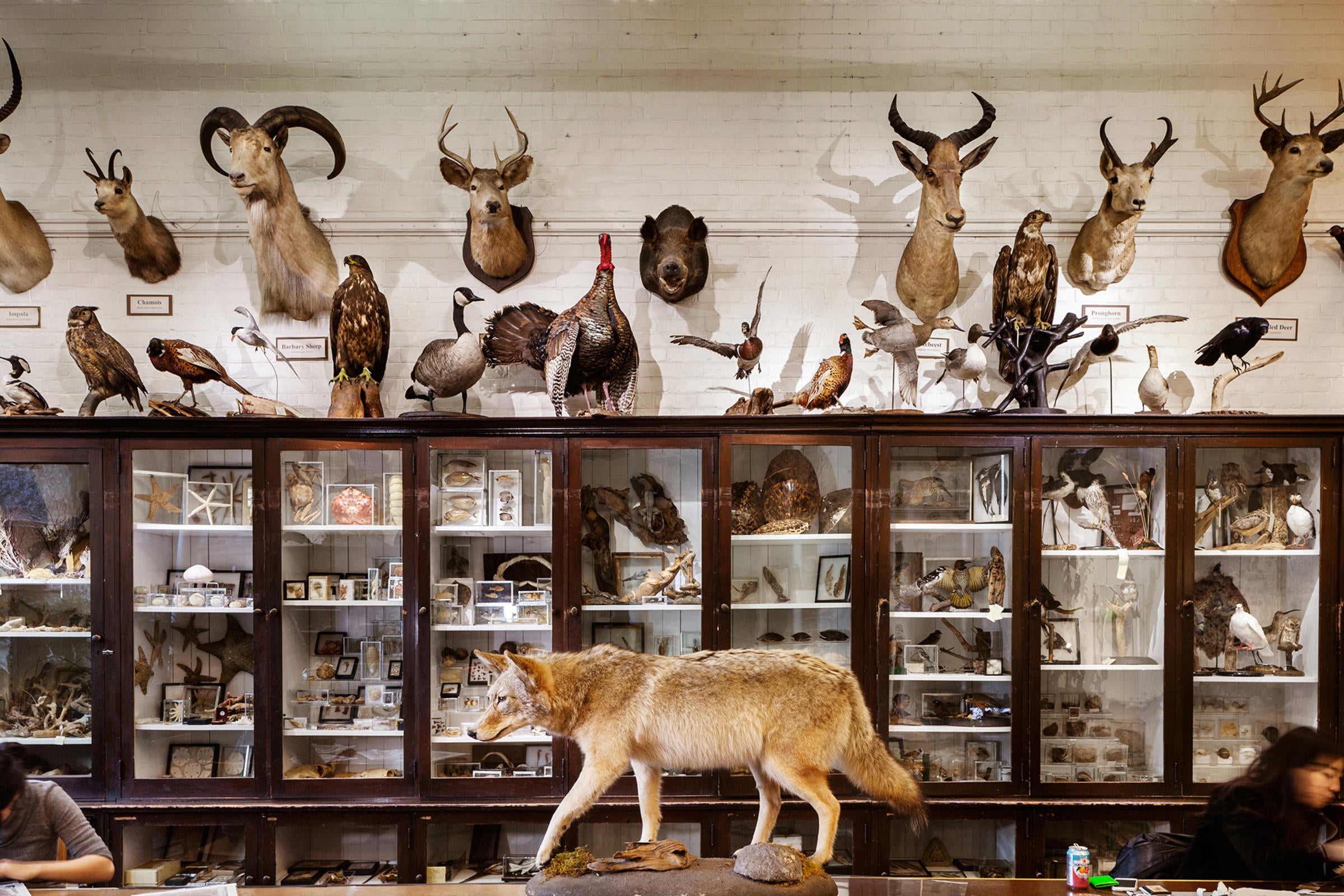 RISD's Edna Lawrence Nature Lab. Richard Barnes