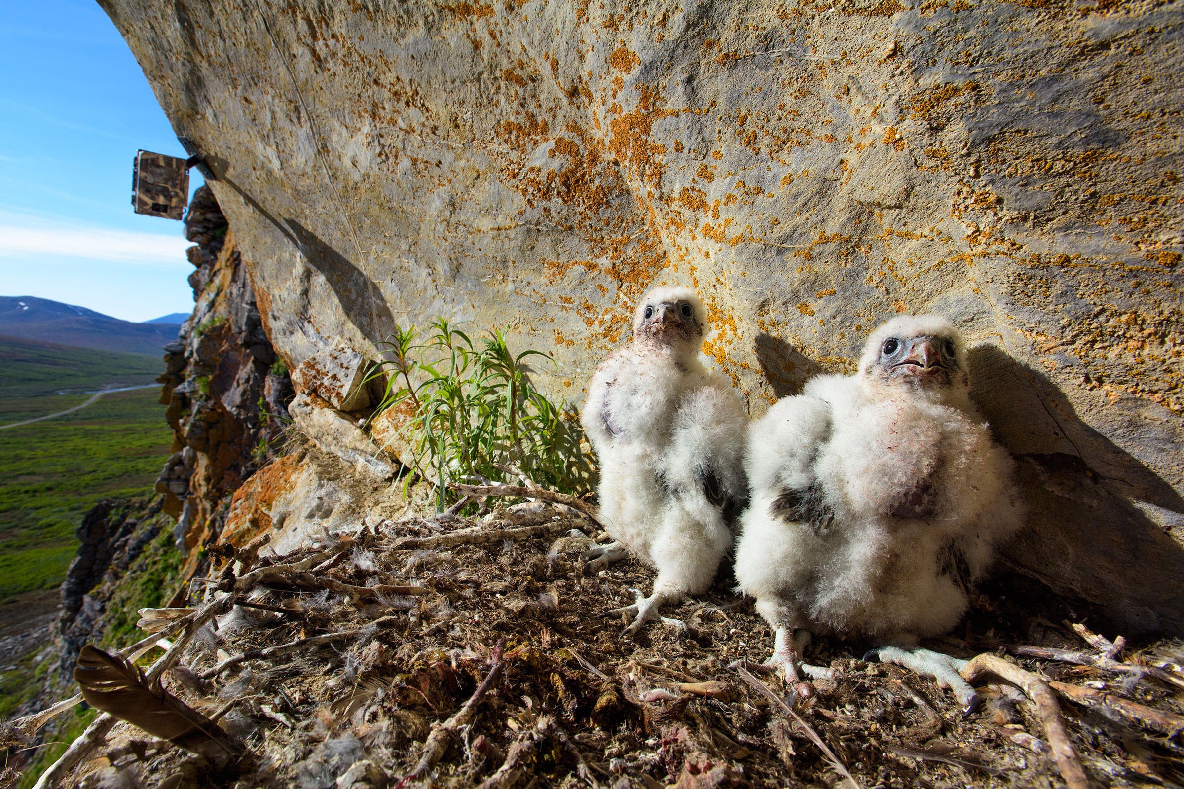 Gyrfalcon chicks. Gerrit Vyn