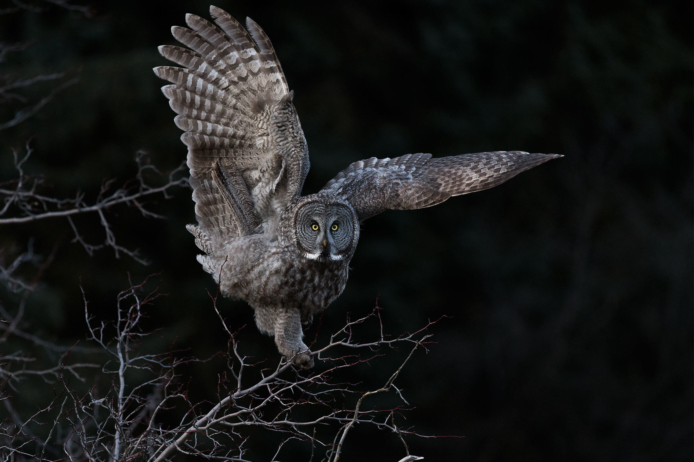 Great Gray Owl. Steve Mattheis/Audubon Photography Awards