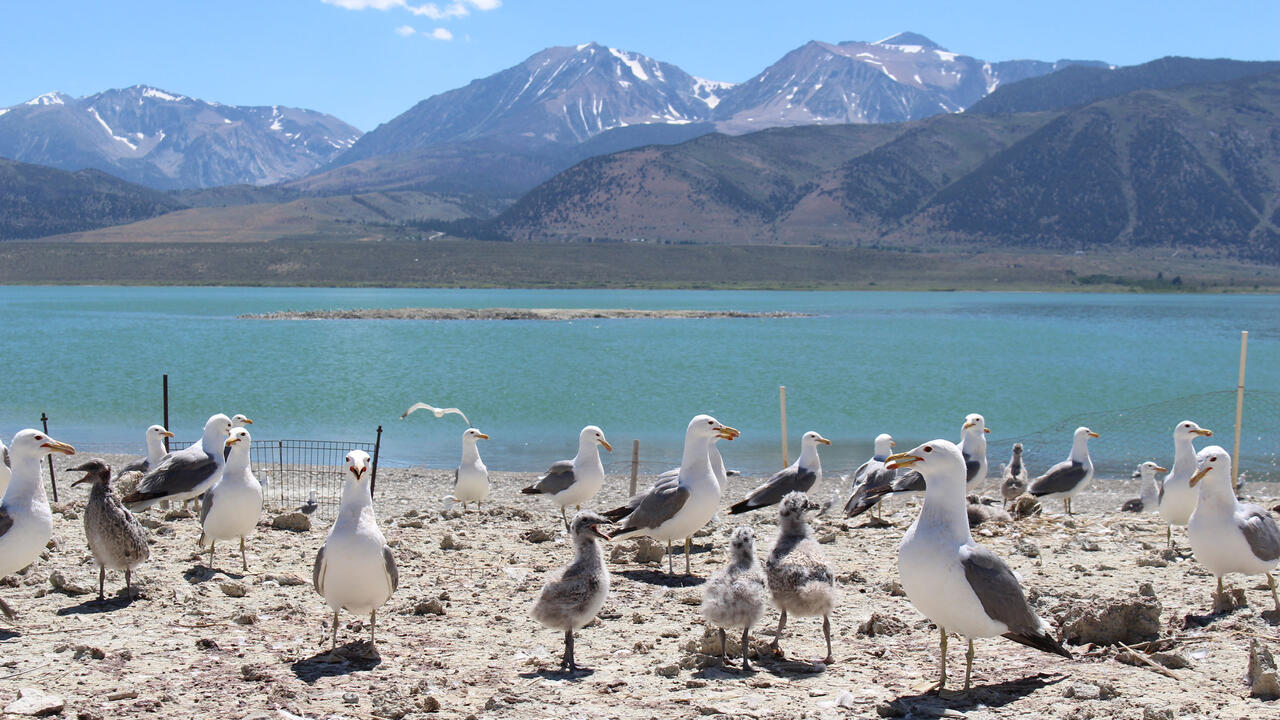 California Gulls nesting on the islets in the Mono Lake Basin. When water levels are up in spring and summer, the colonies are protected from predators on shore. Courtesy of Mono Lake Committee