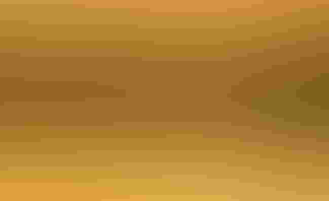 The future of Belize's Crooked Tree Sanctuary and birds like the Jabiru stork depends on a new accord between residents and wildlife groups. Tony Rath