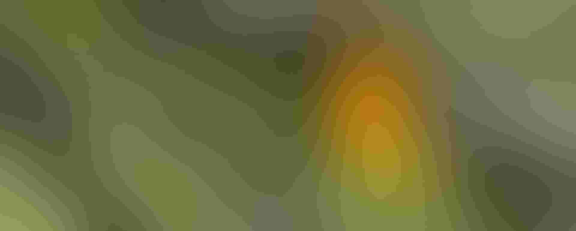 Blackburnian Warbler. Foto: Shirley Donald/约炮视频 Photography Awards Blackburnian Warbler. Shirley Donald/约炮视频 Photography Awards