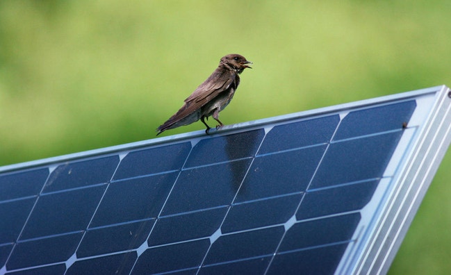 How to Get Involved | Audubon