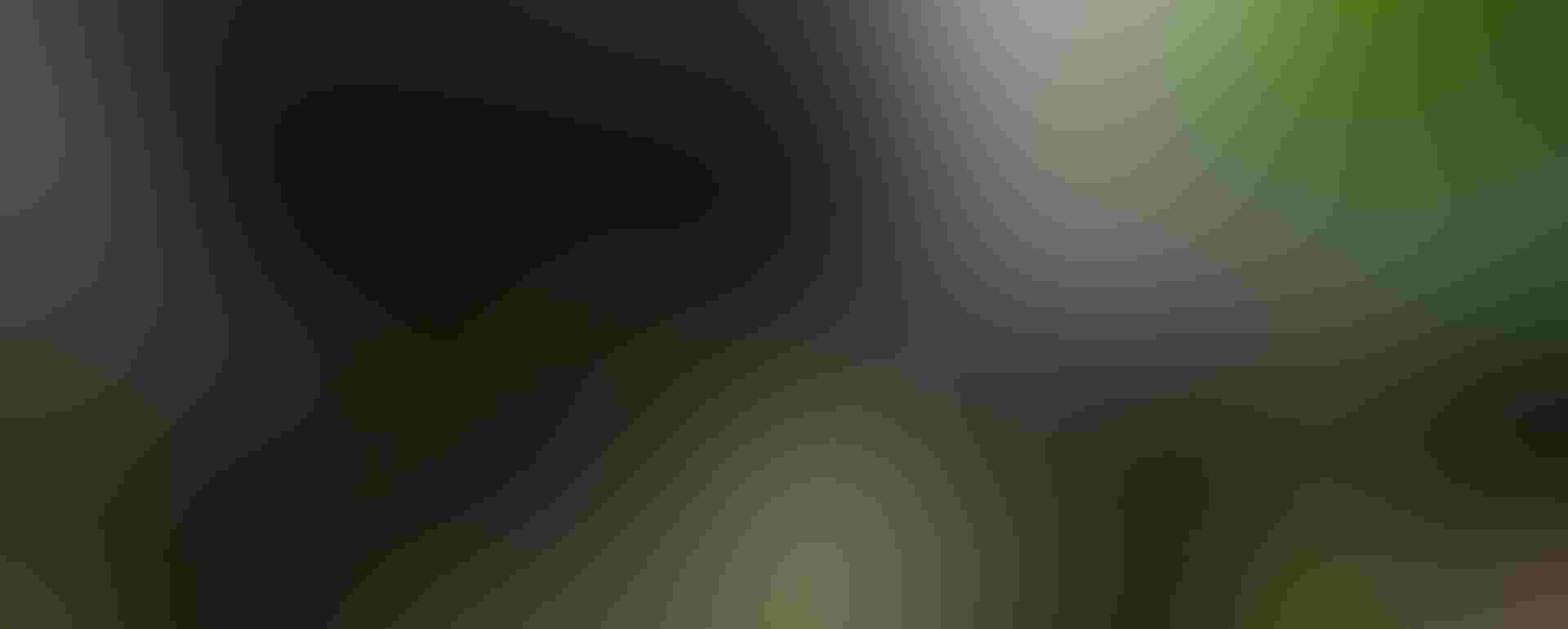 A Roseate Tern adult and chicks. Foto: Chris Linder A Roseate Tern adult and chicks. Chris Linder