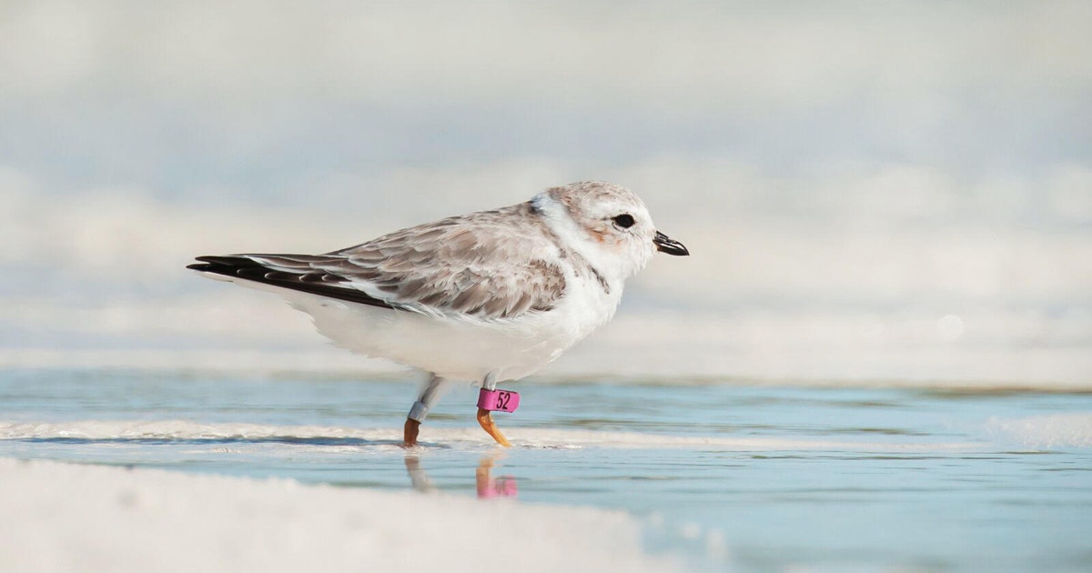 Plover Color Pink banded plovers | Audubon