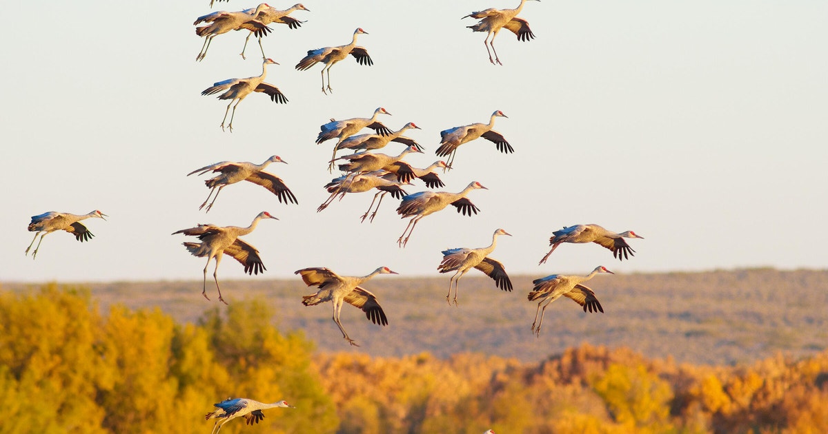 Migratory Bird Initiative