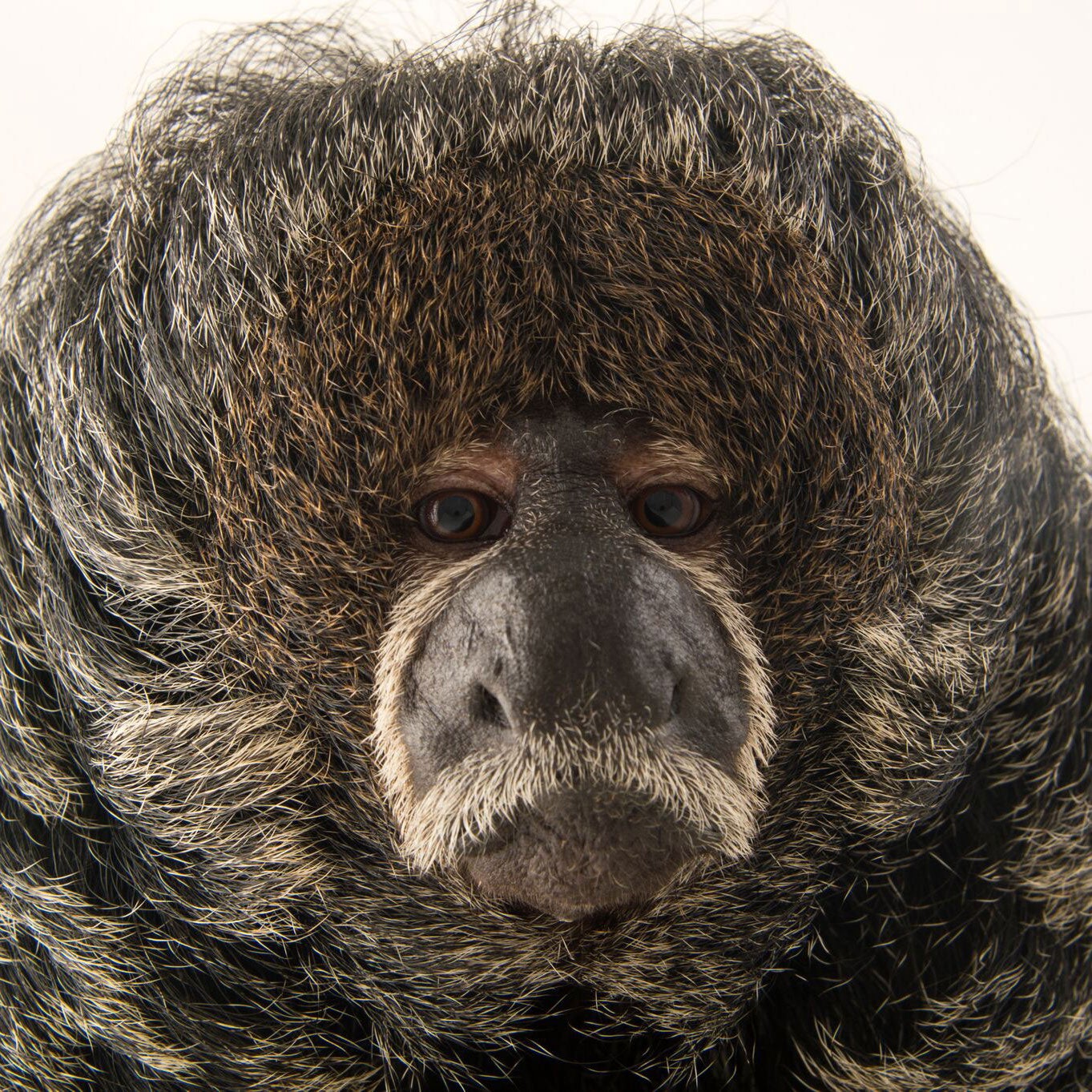 Monk saki pithecia Joel Sartore