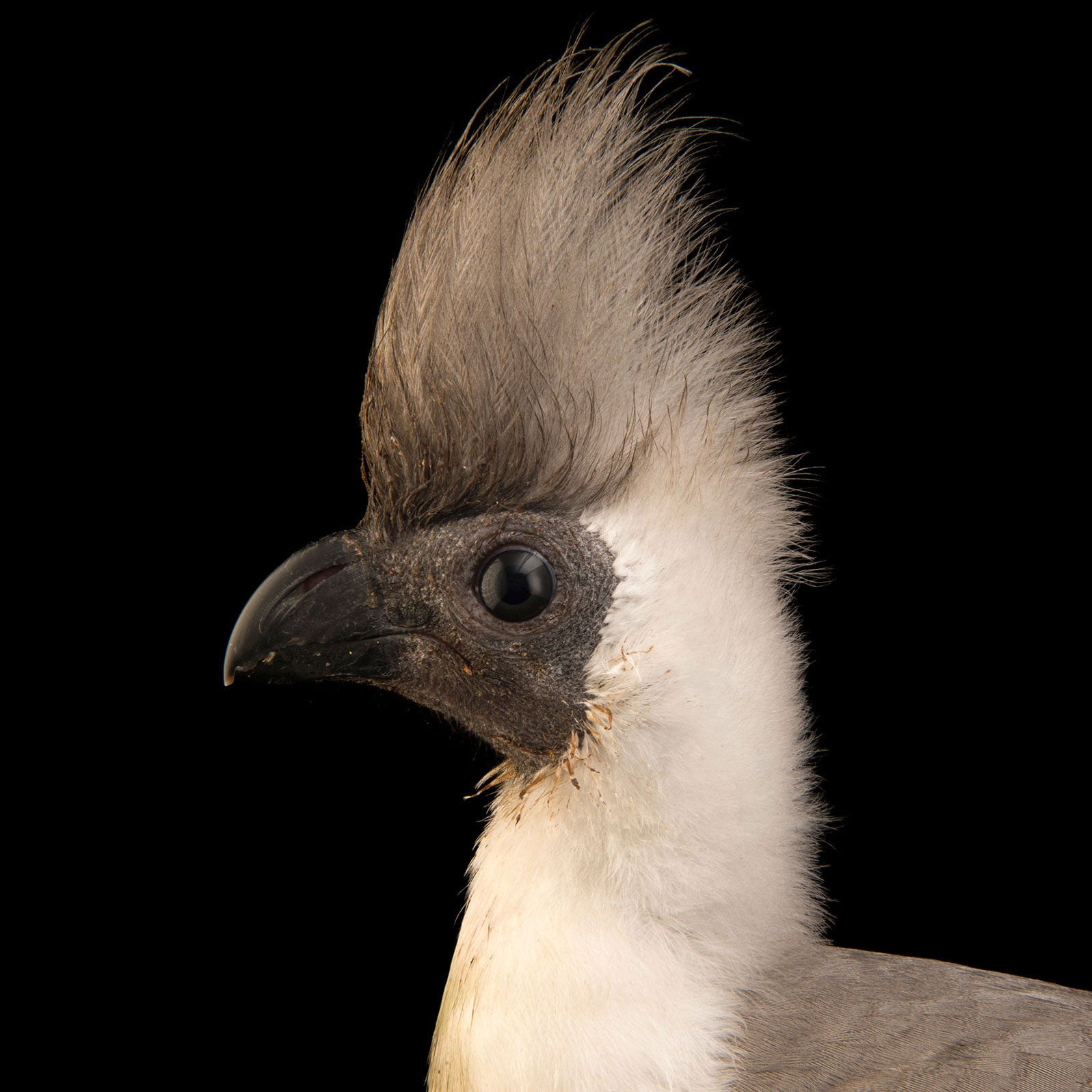 Brown-faced Go-away-bird Joel Sartore