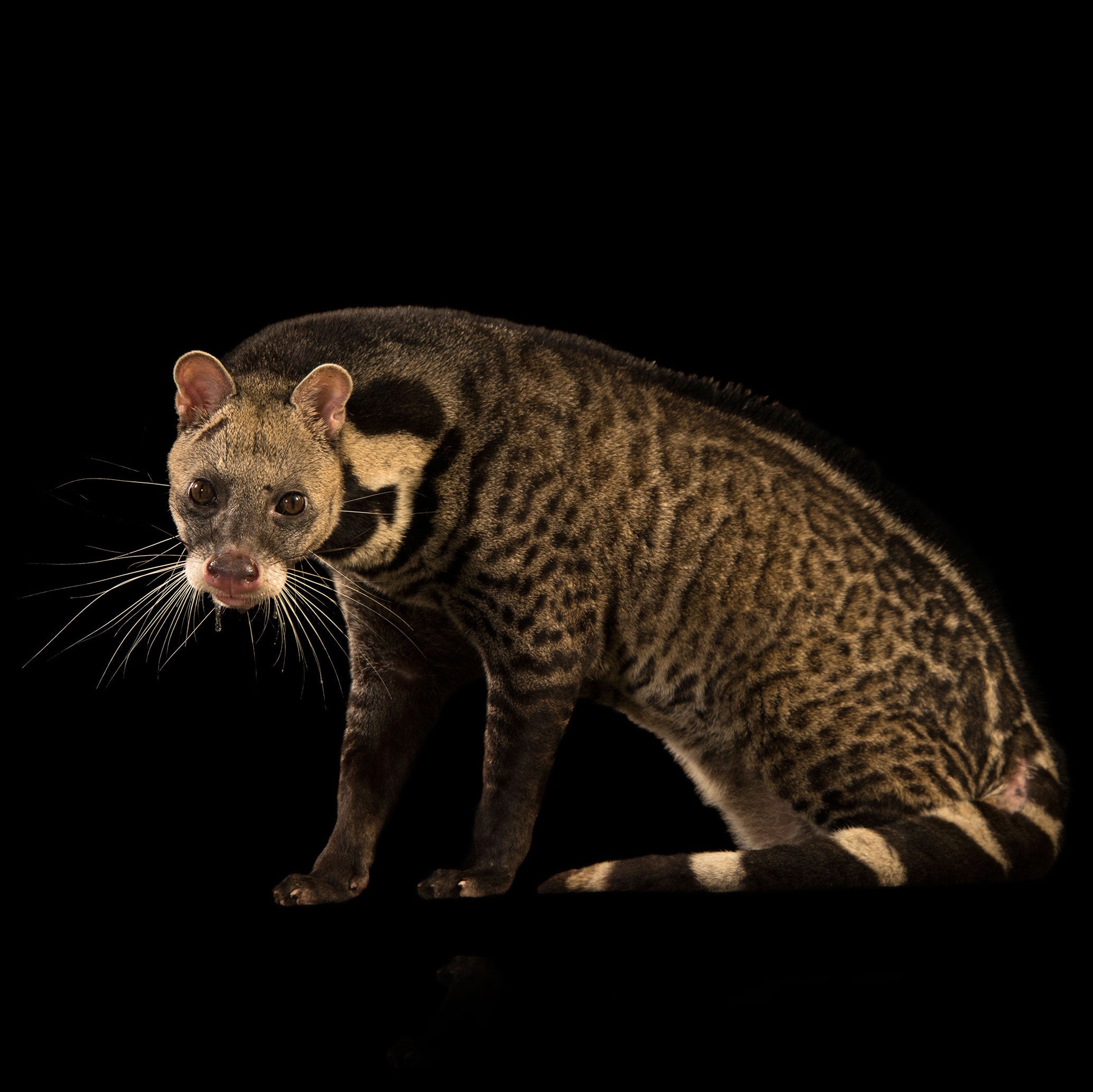 Great Indian civet Joel Sartore