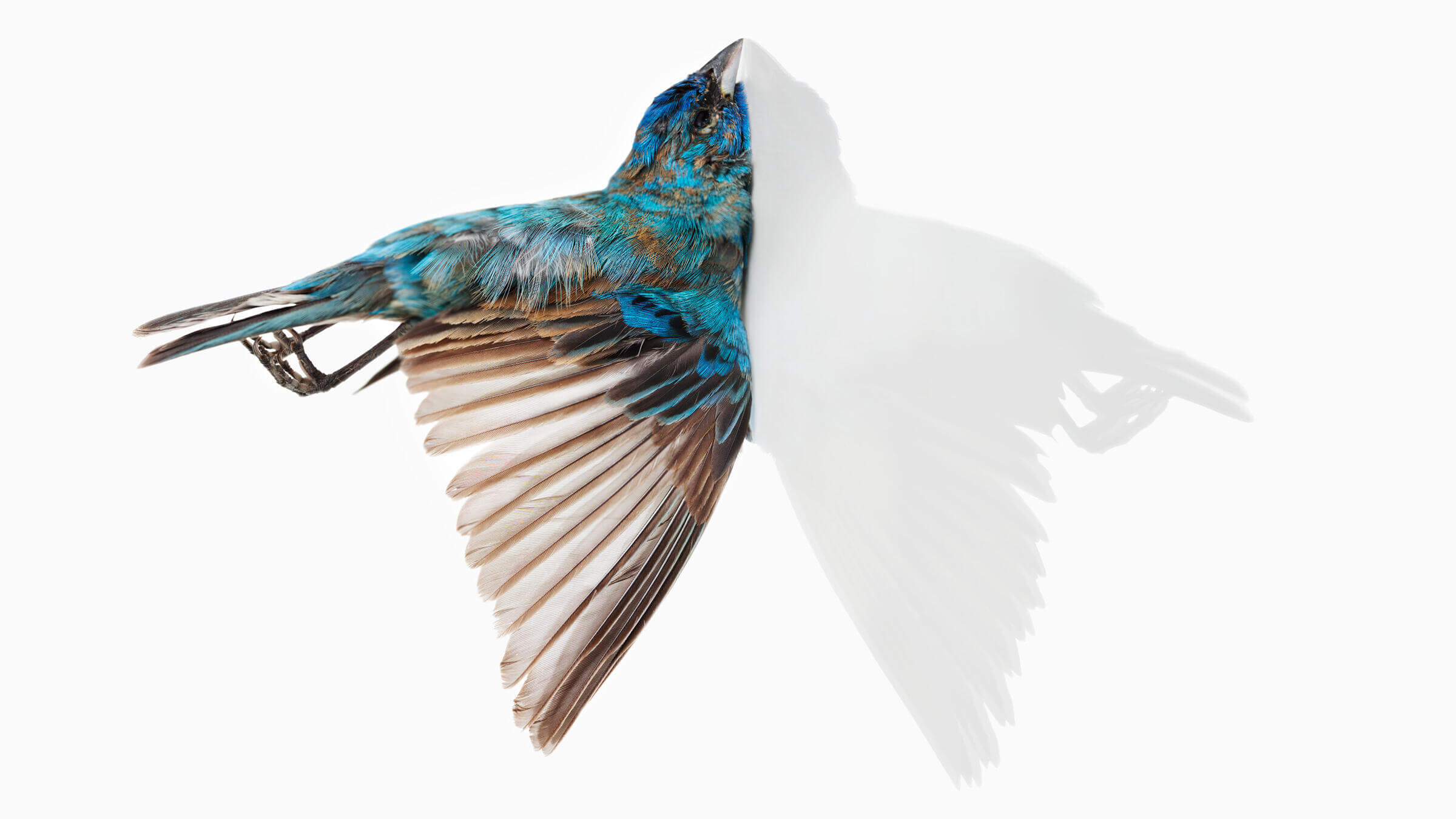 Indigo Bunting. Miranda Brandon