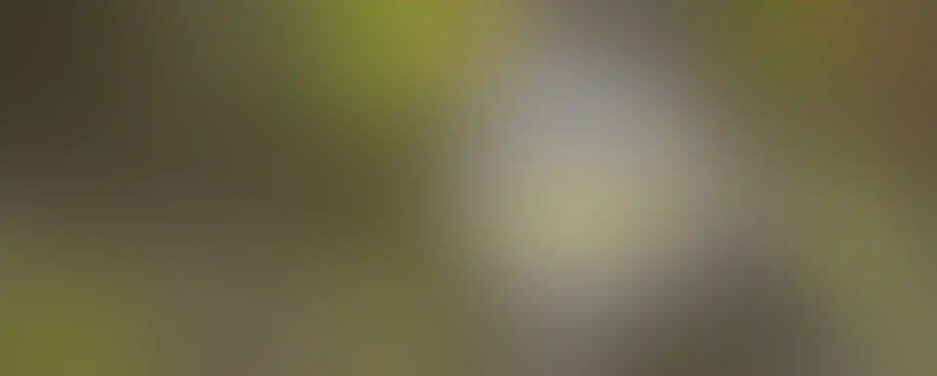 Golden-winged Warbler. Photo: Arni Stinnissen/约炮视频 Photography Awards