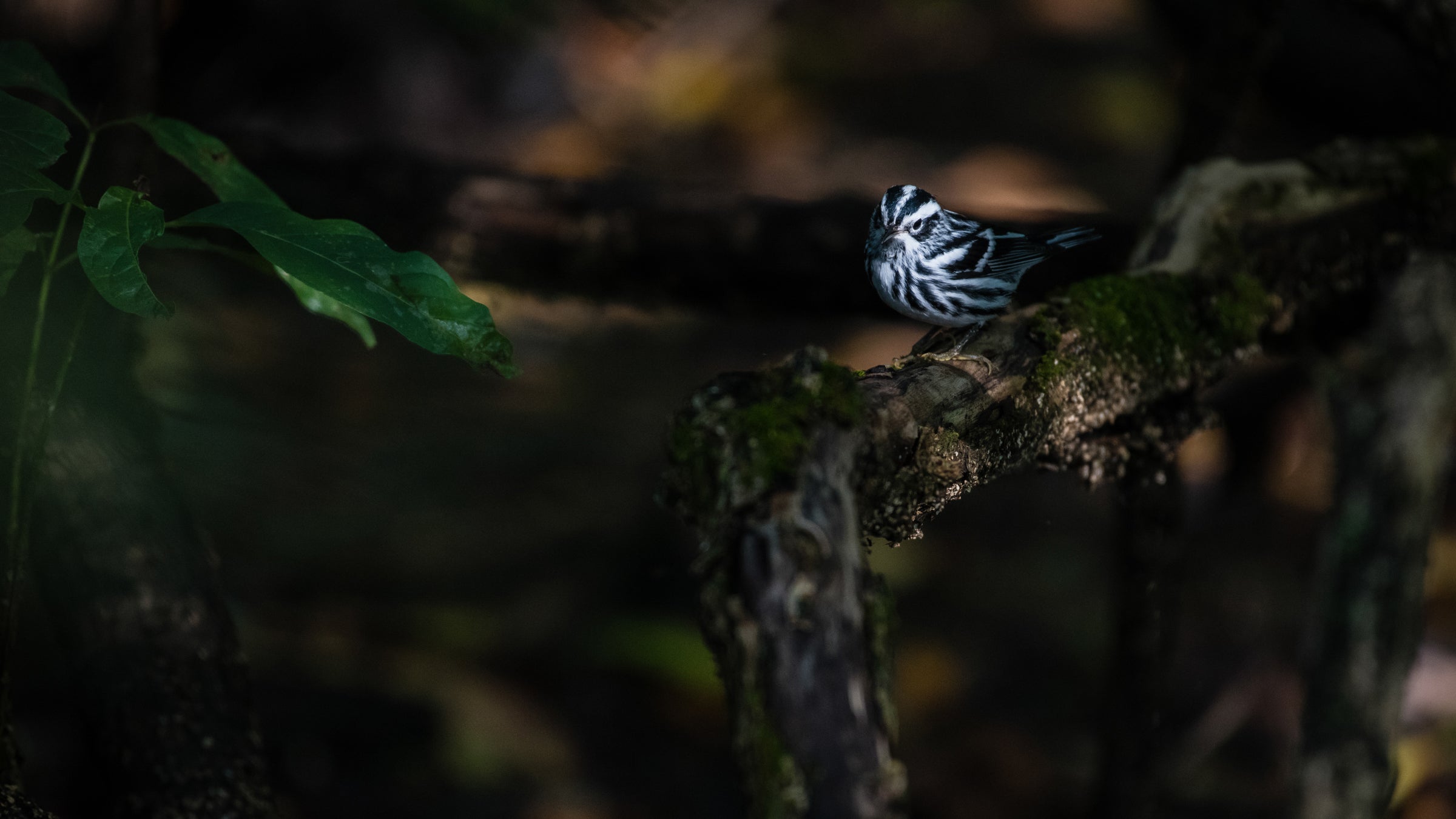 A black and white warbler stands on a branch with a beam of light