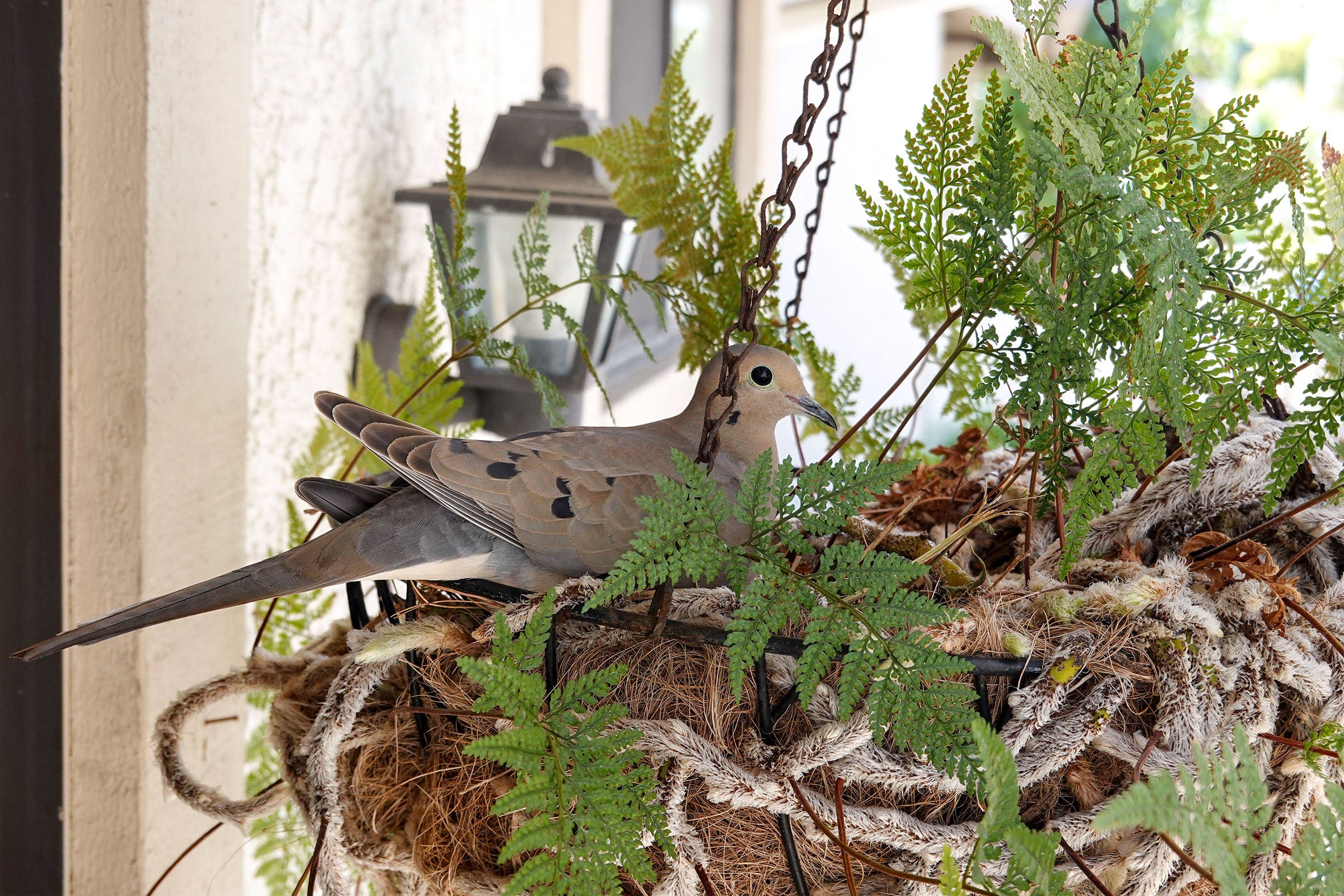 What Should I Do If I Find A Nest Where It Doesn t Belong Audubon