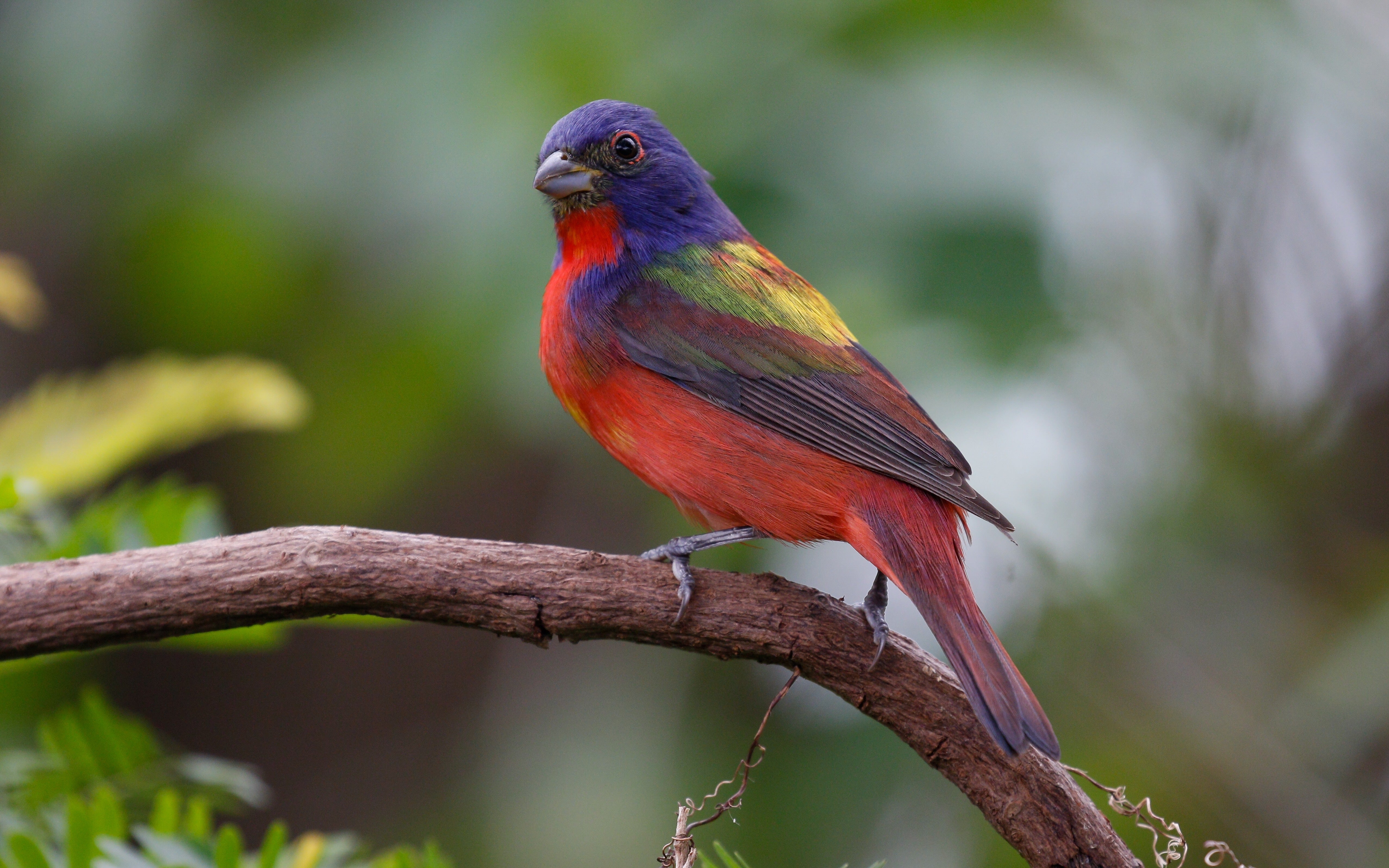 Painted Bunting, a rainbow-colored bird, perched on a tree branch.