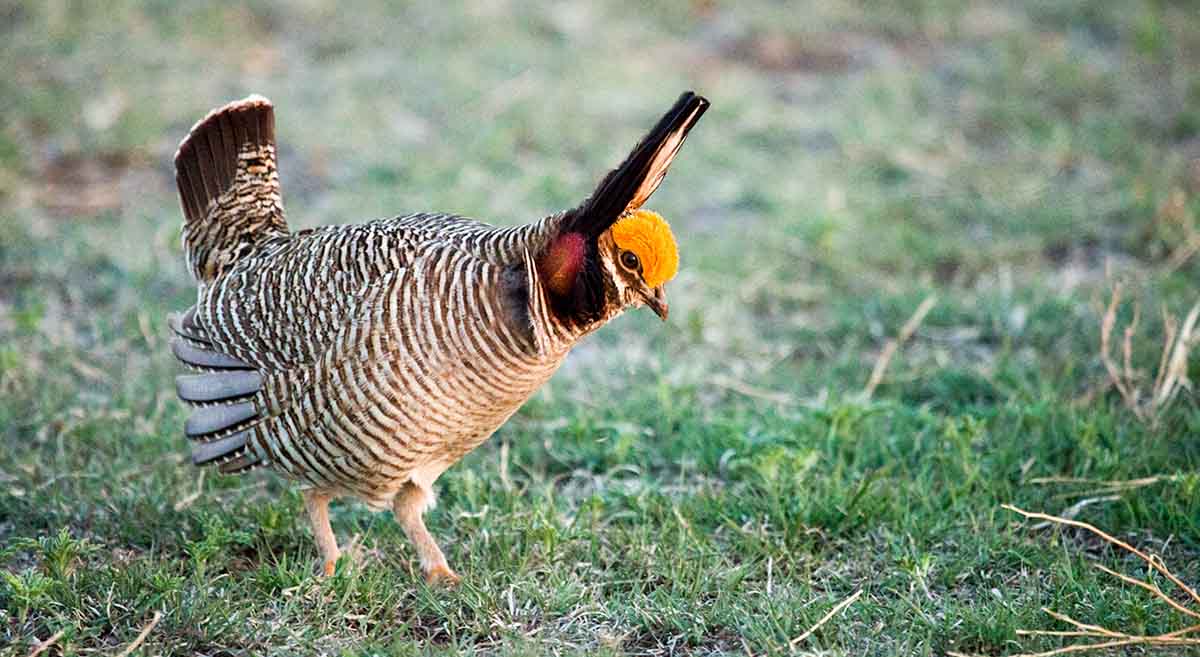 Lesser Prairie-Chicken