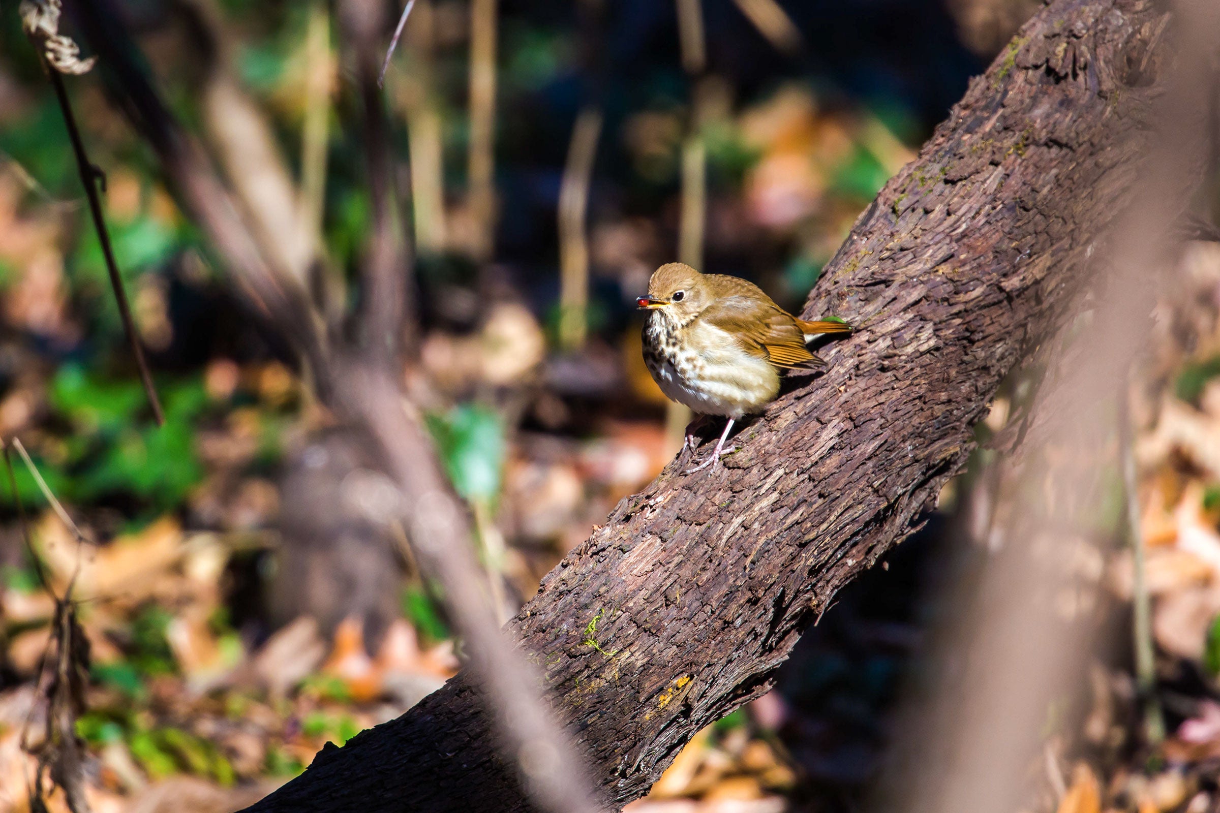 A little brown and white thrush with its feathers fluffed up perches on a fallen tree in a forest holding a red berry in its beak.