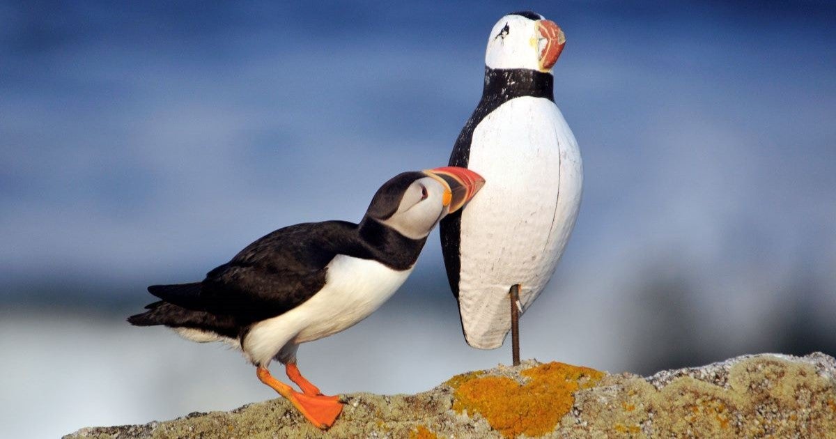 New Research Reveals Scale and Success of Seabird Recovery Efforts Worldwide - Vimarsana News