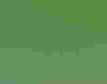 Black-throated Blue Warbler holding an American Beauty berry in its beak.