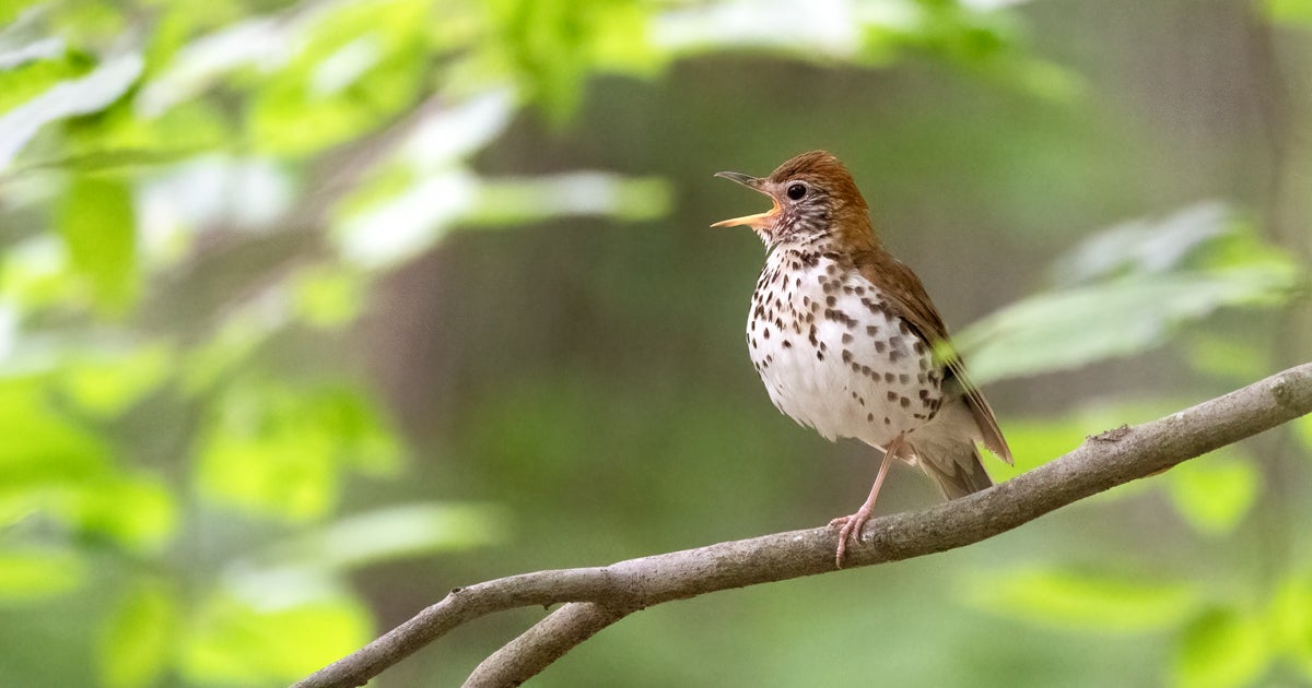 National Audubon Society a New Vice President of Government