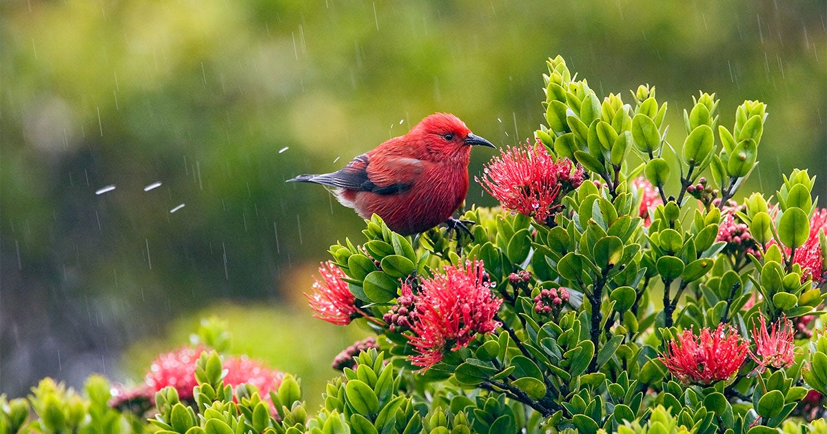 Could an Invasive Fungus Seal the Fate of Hawaii's Endangered Forest Birds? - Vimarsana News