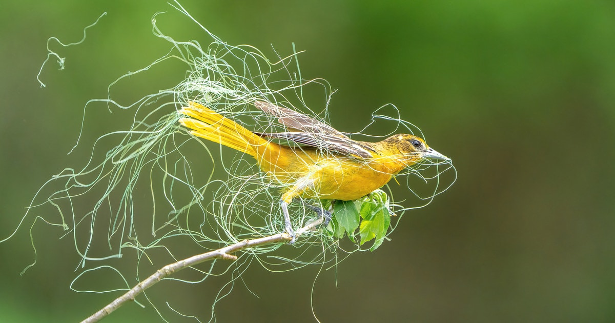 The 2023 Audubon Photography Awards: Winners and Honorable Mentions