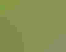 Prothonotary Warbler.