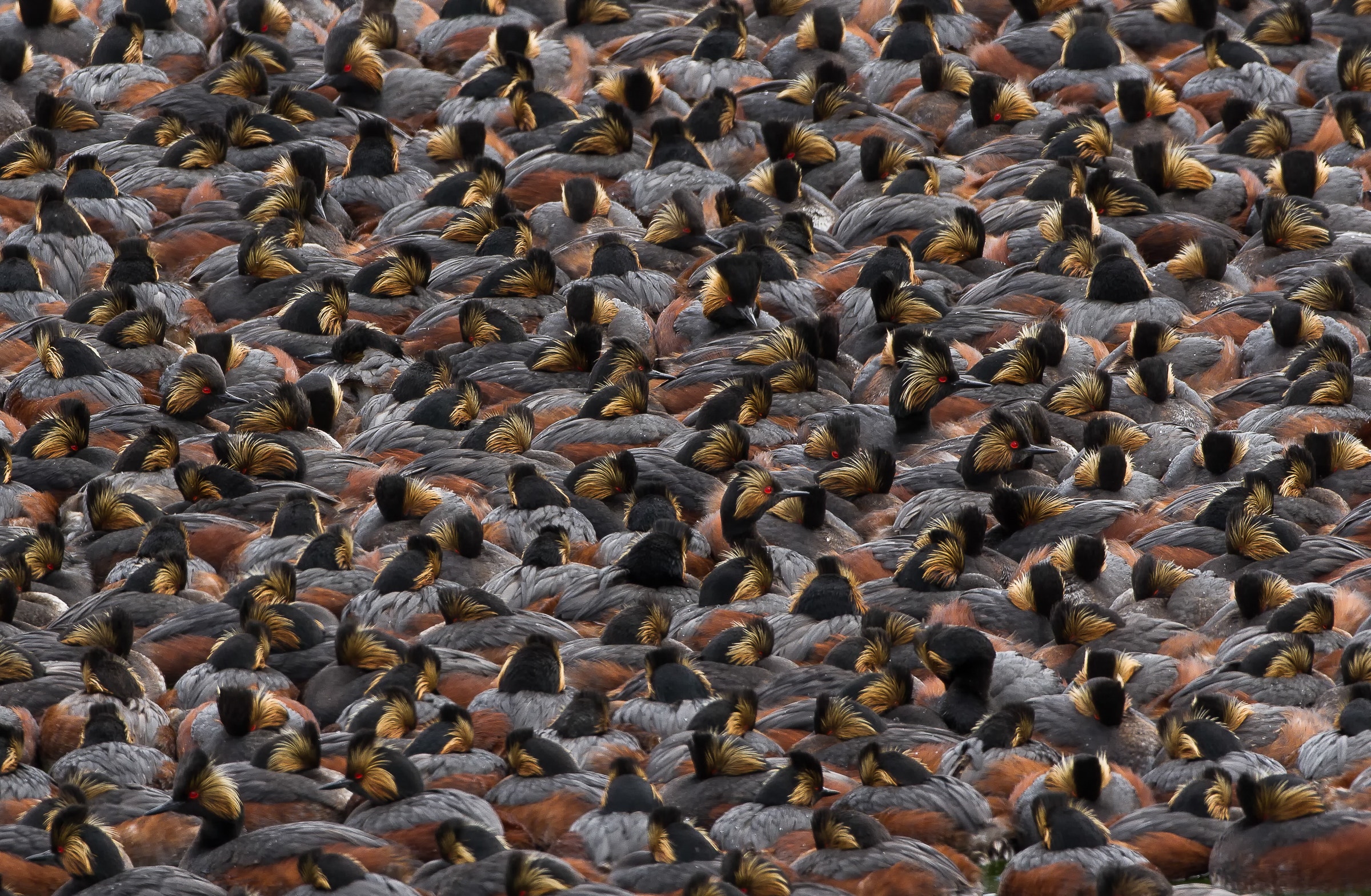 How Many Birds Can A Bunch of Audubon Staff See In a Year? - Vimarsana News