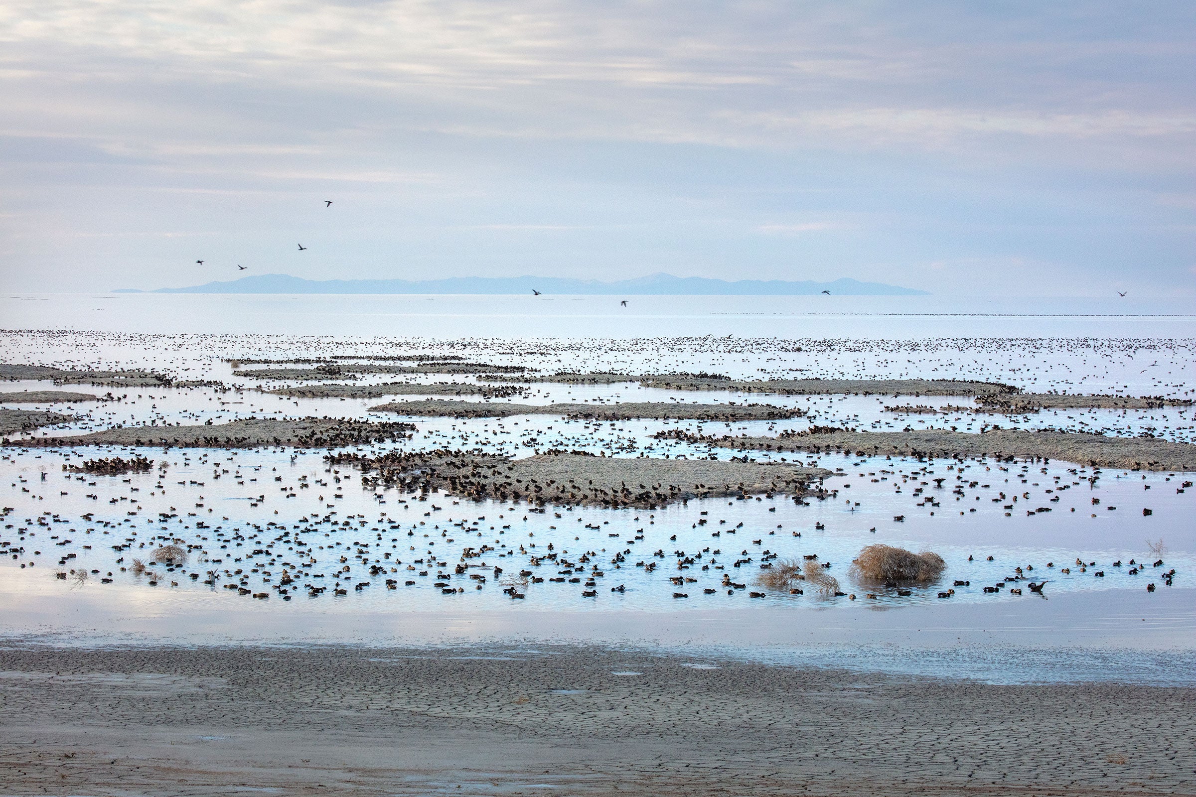 Large flocks of waterfowl forage in a lake on an overcast day.