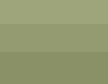 A gray and white bird with a black patch over its eye sits in a green, leafy tree.