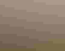 Waterfowl on a pond seen through tall grass, the end of a gun visible in the foreground.