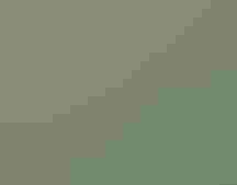 A letter prairie chicken on grass.