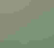 A letter prairie chicken on grass.
