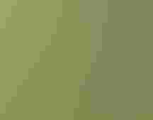 A wood thrush sitting on a branch with its beak open.