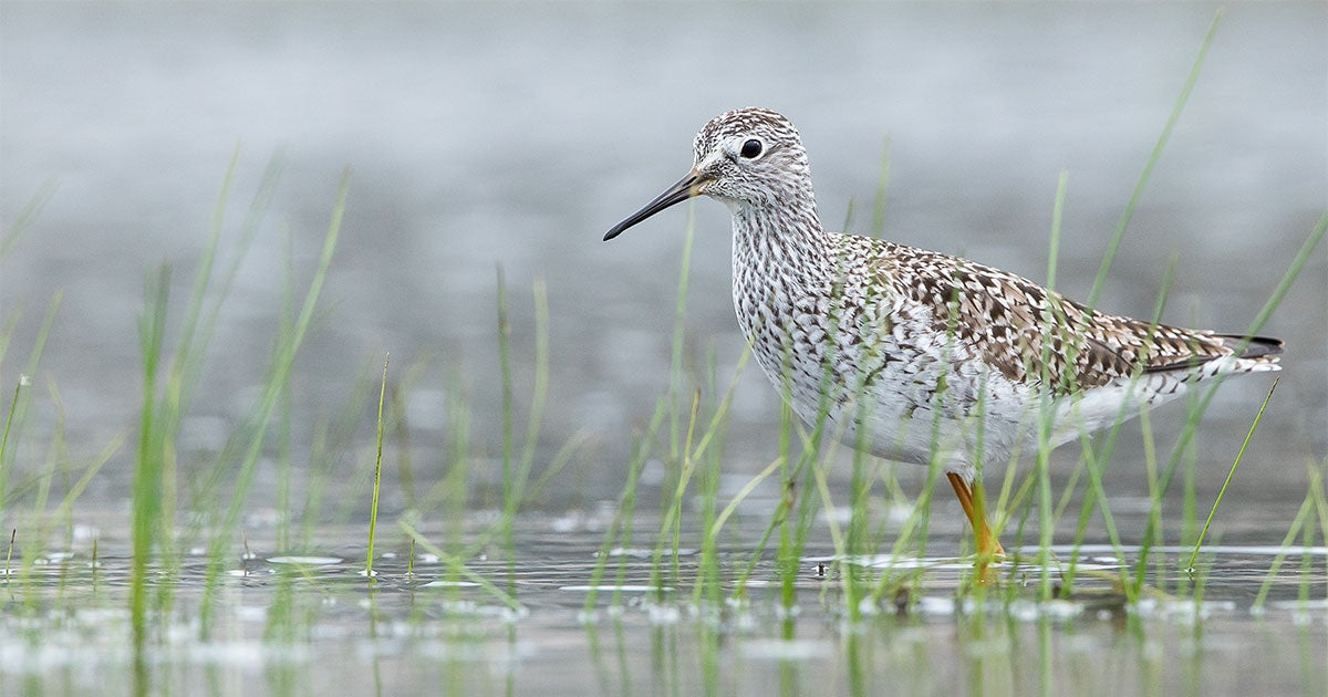 Water: A Critical Resource for Birds and People Everywhere - Vimarsana News