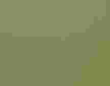 A hummingbird with a bright pink head sits in a bush of yellow flowers.