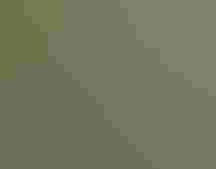 A Painted Bunting perched on a branch, a colorful bird with red, blue, purple, yellow, and green feathers.