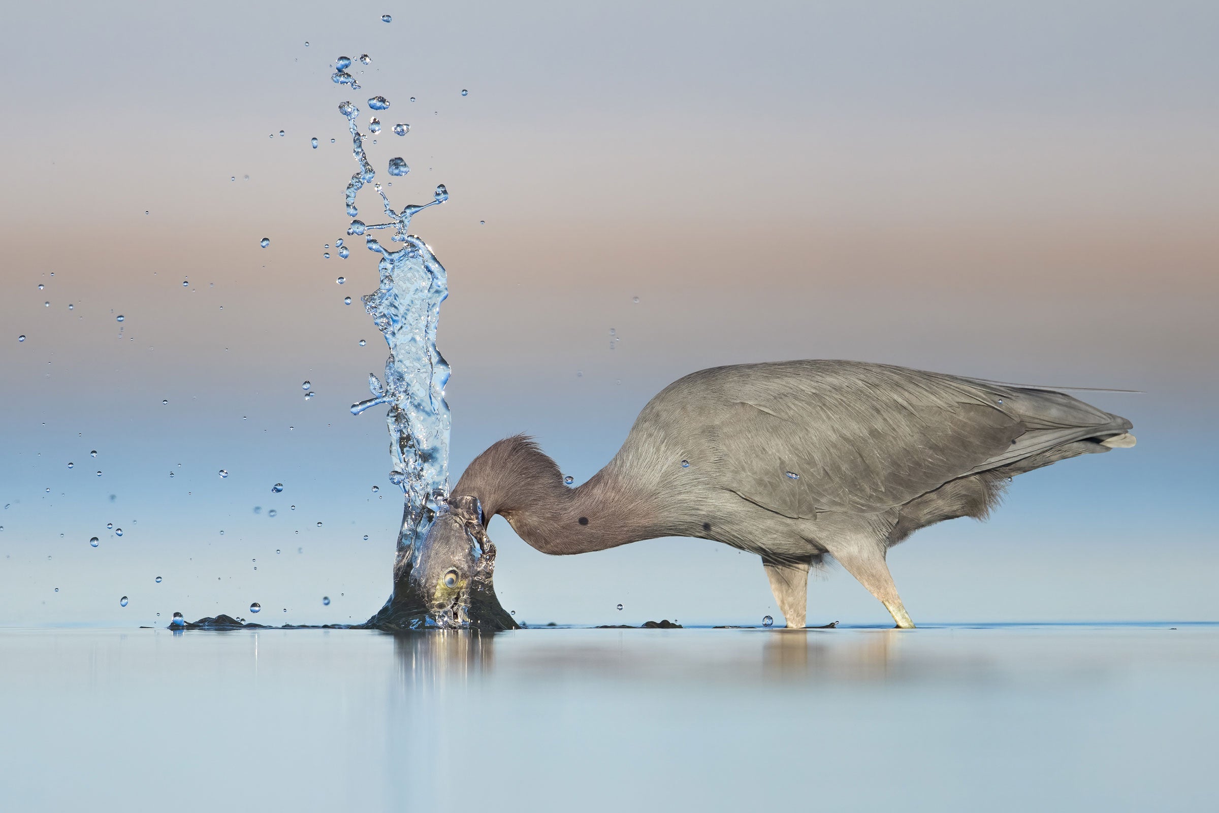 A Little Blue Heron stands in water up to its upper legs, its face in the water and a large splash above its head. The bird stands in profile in the flat water, in front of a pink and buff blurred background. 