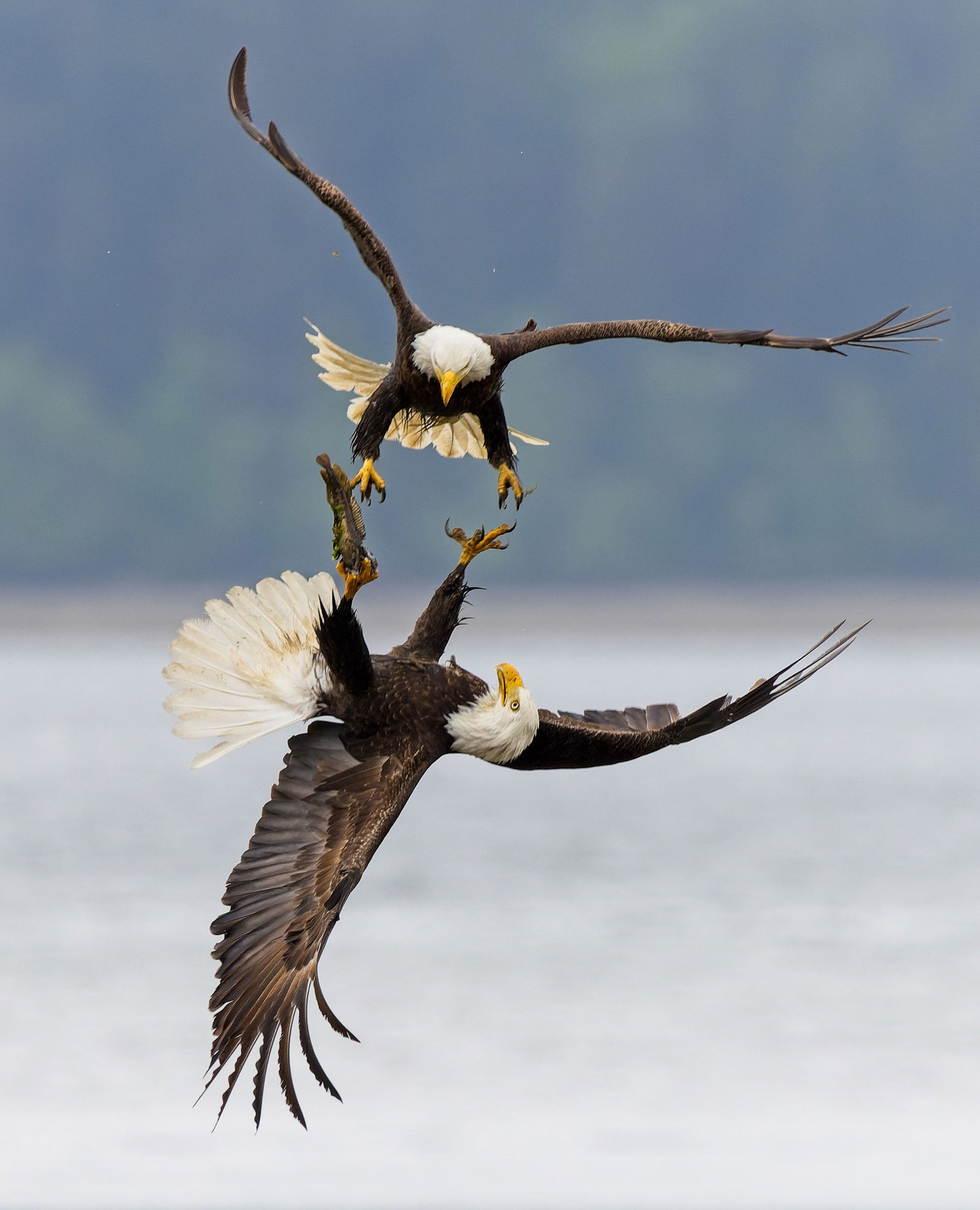 A white-bellied, gray-winged Eastern Kingbird flies toward the camera with wings outstretched and tail spread open. Its dark coloring stands out against a background of blurred yellow-green leaves.